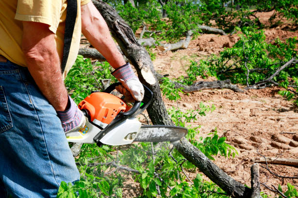 Best Arborist Consultation Services  in Goodrich, MI